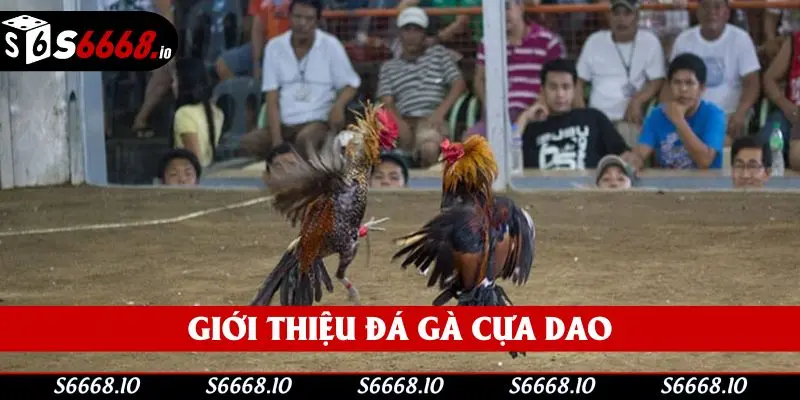 Tìm hiểu vài nét về hình thức đá gà cựa dao ở nhà cái S666 Tìm hiểu vài nét về hình thức đá gà cựa dao ở nhà cái S666