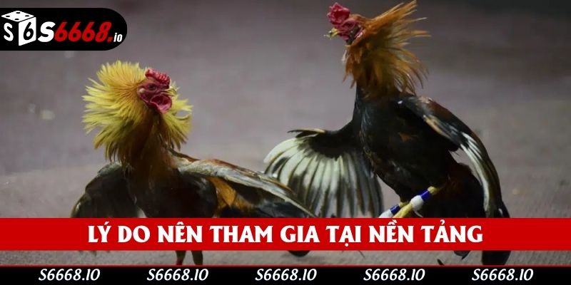 Lý do nên tham gia tại nền tảng Lý do nên tham gia tại nền tảng