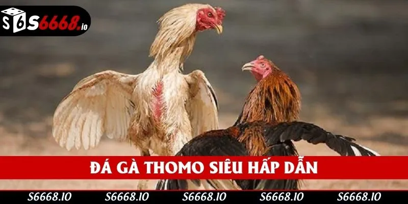 Sức hấp dẫn của đá gà Thomo